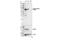 SAM And HD Domain Containing Deoxynucleoside Triphosphate Triphosphohydrolase 1 antibody, 89930S, Cell Signaling Technology, Western Blot image 