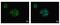 Hypoxia Inducible Factor 1 Subunit Alpha Inhibitor antibody, PA5-34852, Invitrogen Antibodies, Immunofluorescence image 