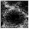 Fas Ligand antibody, NBP1-97519, Novus Biologicals, Immunohistochemistry frozen image 