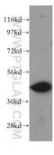 WW Domain Containing Oxidoreductase antibody, 15299-1-AP, Proteintech Group, Western Blot image 