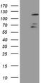 F-Box And WD Repeat Domain Containing 7 antibody, MA5-26562, Invitrogen Antibodies, Western Blot image 