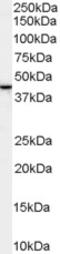 ER Lipid Raft Associated 2 antibody, LS-B9192, Lifespan Biosciences, Western Blot image 