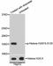 H2A Histone Family Member X antibody, STJ113521, St John