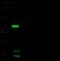 Dehydrogenase E1 And Transketolase Domain Containing 1 antibody, 103010-T36, Sino Biological, Western Blot image 