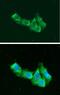 Aminoacyl TRNA Synthetase Complex Interacting Multifunctional Protein 1 antibody, GTX57649, GeneTex, Immunofluorescence image 