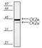 Casein Kinase 2 Alpha 1 antibody, ADI-KAP-ST010-E, Enzo Life Sciences, Western Blot image 