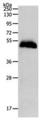Pepsin A antibody, PA5-49728, Invitrogen Antibodies, Western Blot image 