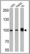 Karyopherin Subunit Beta 1 antibody, MA3-070, Invitrogen Antibodies, Western Blot image 