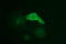 Tubulin Beta 1 Class VI antibody, LS-C797725, Lifespan Biosciences, Immunofluorescence image 