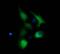 Gamma-Butyrobetaine Hydroxylase 1 antibody, MA5-26199, Invitrogen Antibodies, Immunocytochemistry image 
