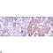 Nuclear Factor Kappa B Subunit 1 antibody, LS-C814033, Lifespan Biosciences, Flow Cytometry image 