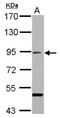 Ran-binding protein 9 antibody, NBP2-15087, Novus Biologicals, Western Blot image 