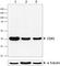 Cyclin Dependent Kinase 5 antibody, 684502, BioLegend, Western Blot image 