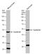 Cyclin A2 antibody, GTX110579, GeneTex, Western Blot image 