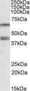 Paraoxonase 2 antibody, EB09835, Everest Biotech, Western Blot image 