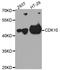 Cyclin Dependent Kinase 10 antibody, STJ23050, St John