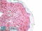 Matrix Metallopeptidase 12 antibody, 42-519, ProSci, Enzyme Linked Immunosorbent Assay image 