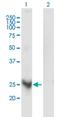  antibody, H00115123-M03, Novus Biologicals, Western Blot image 