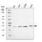 Exosome Component 2 antibody, A10119-1, Boster Biological Technology, Western Blot image 