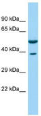 Coronin 1C antibody, TA331386, Origene, Western Blot image 