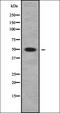 Phospholipase A1 Member A antibody, orb378378, Biorbyt, Western Blot image 
