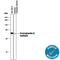 Prostaglandin I2 Synthase antibody, MAB7788, R&D Systems, Western Blot image 