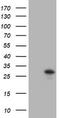 Trafficking Protein Particle Complex 4 antibody, LS-C337925, Lifespan Biosciences, Western Blot image 