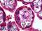 Syndecan 1 antibody, LS-B6301, Lifespan Biosciences, Immunohistochemistry frozen image 