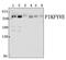 Phosphoinositide Kinase, FYVE-Type Zinc Finger Containing antibody, PA5-75977, Invitrogen Antibodies, Western Blot image 