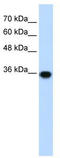 Pirin antibody, TA334214, Origene, Western Blot image 