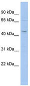 Actin Like 9 antibody, TA333429, Origene, Western Blot image 