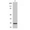 BCL2 Antagonist/Killer 1 antibody, LS-C382239, Lifespan Biosciences, Western Blot image 