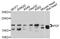 Peptide Deformylase, Mitochondrial antibody, abx126341, Abbexa, Western Blot image 