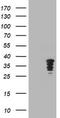 Jun Proto-Oncogene, AP-1 Transcription Factor Subunit antibody, TA800651, Origene, Western Blot image 