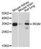 Immunity Related GTPase M antibody, abx126951, Abbexa, Western Blot image 