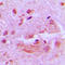Class E basic helix-loop-helix protein 41 antibody, LS-C354202, Lifespan Biosciences, Immunohistochemistry paraffin image 