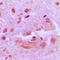 Basic Helix-Loop-Helix Family Member E41 antibody, LS-C354202, Lifespan Biosciences, Immunohistochemistry paraffin image 