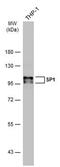 Sp1 Transcription Factor antibody, MA5-27783, Invitrogen Antibodies, Western Blot image 