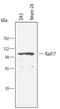 RAD17 Checkpoint Clamp Loader Component antibody, AF3866, R&D Systems, Western Blot image 