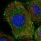 DENN Domain Containing 1C antibody, NBP1-94052, Novus Biologicals, Immunofluorescence image 