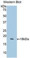 Annexin A2 antibody, LS-C292850, Lifespan Biosciences, Western Blot image 