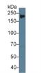 Tenascin C antibody, LS-C296596, Lifespan Biosciences, Western Blot image 