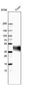 Glycoprotein A33 antibody, NBP1-89332, Novus Biologicals, Western Blot image 