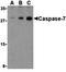 Caspase 7 antibody, orb74598, Biorbyt, Western Blot image 