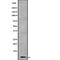 Cytochrome C Oxidase Subunit 6B1 antibody, PA5-68027, Invitrogen Antibodies, Western Blot image 