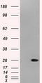 Neurogenin 1 antibody, TA500348, Origene, Western Blot image 