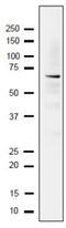 Replication Protein A1 antibody, GTX64151, GeneTex, Western Blot image 
