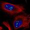 Mitochondrial Ribosomal Protein L53 antibody, NBP2-31629, Novus Biologicals, Immunofluorescence image 