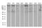 Rho GTPase Activating Protein 5 antibody, MA5-27152, Invitrogen Antibodies, Western Blot image 