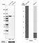 Glucocorticoid Modulatory Element Binding Protein 1 antibody, HPA052975, Atlas Antibodies, Western Blot image 